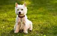 West highland white terrier - white terrier popis